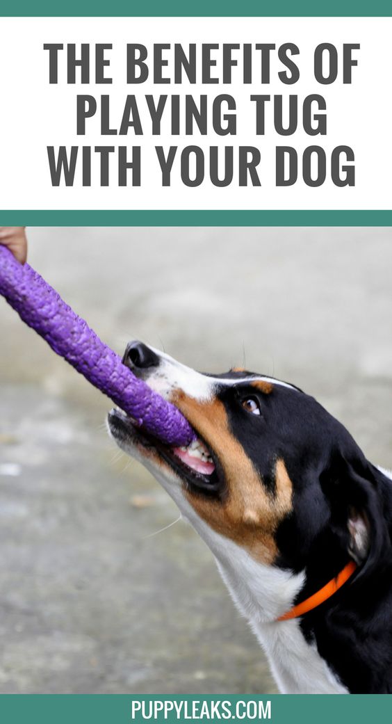 Why Does My Dog Growl When We Play Tug Of War