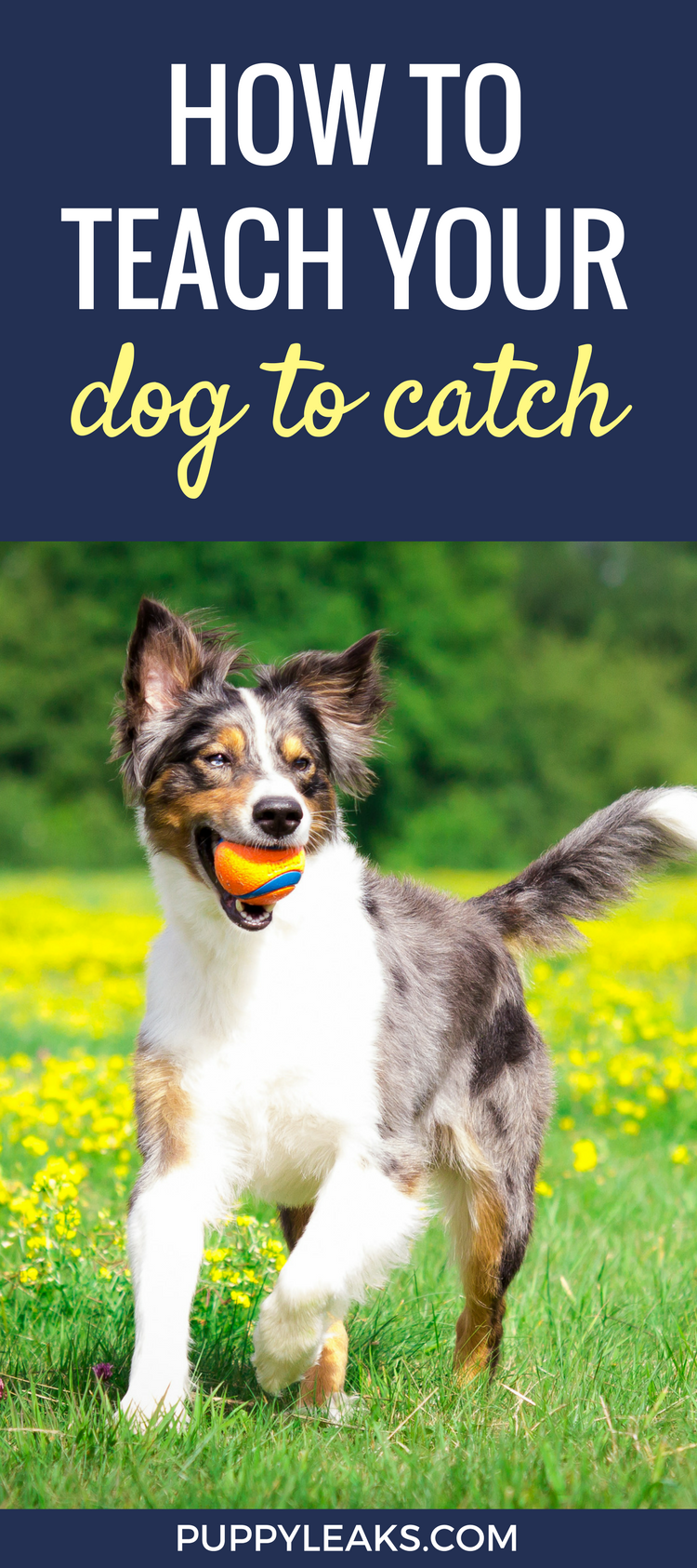 How to Teach Your Dog to Catch Puppy Leaks