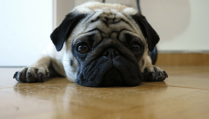 Why Do Dogs Eat Their Own Vomit? - Puppy Leaks