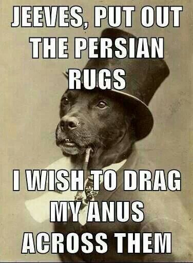 Why Do Dogs Drag Their Butts On The Floor? - Puppy Leaks
