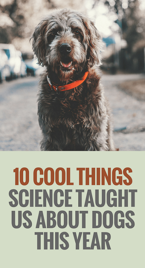 10 Cool Things Science Taught Us About Dogs in 2016 Puppy Leaks