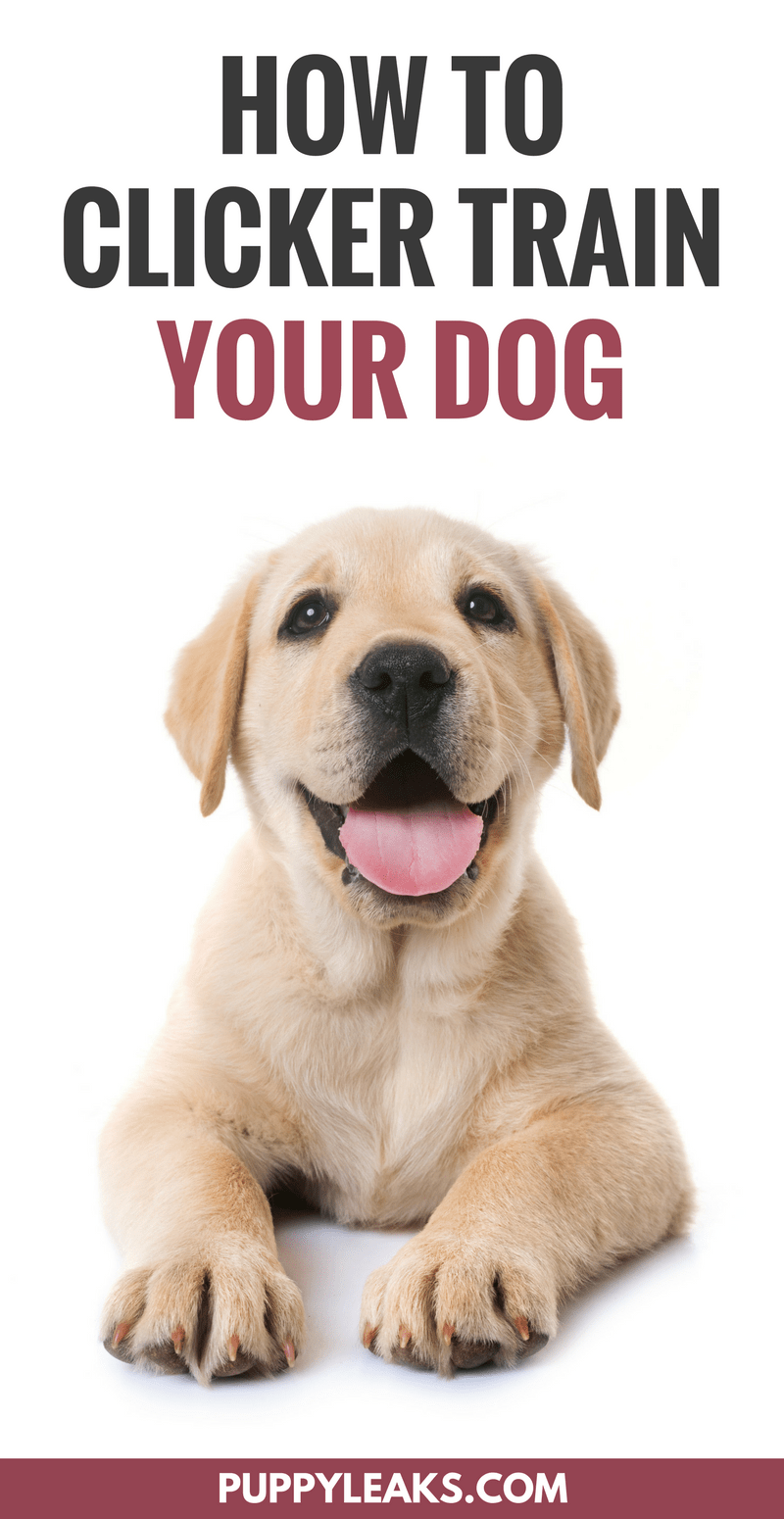 How to Get Started With Clicker Training Your Dog Puppy Leaks