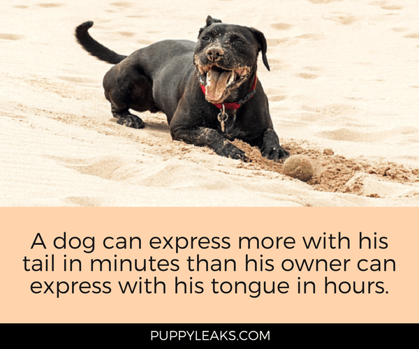 50 Cute & Funny Dog Quotes Puppy Leaks