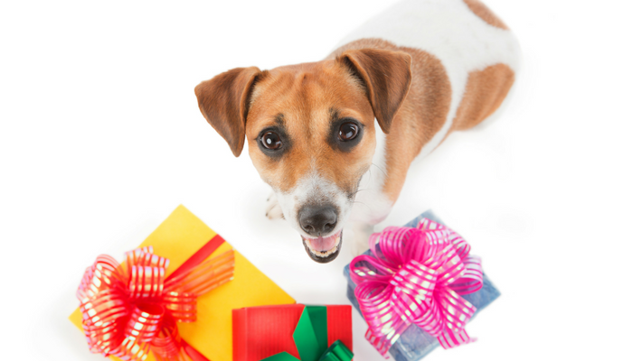 20 Fun Christmas Gift Ideas For Your Dog Puppy Leaks