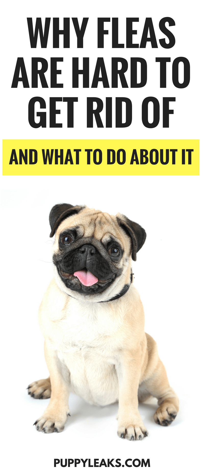3 Reasons Why Fleas Are So Hard To Get Rid Of Puppy Leaks