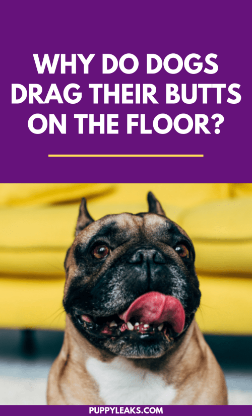 Why Does My Dog Drag His Body at Carol Griffin blog