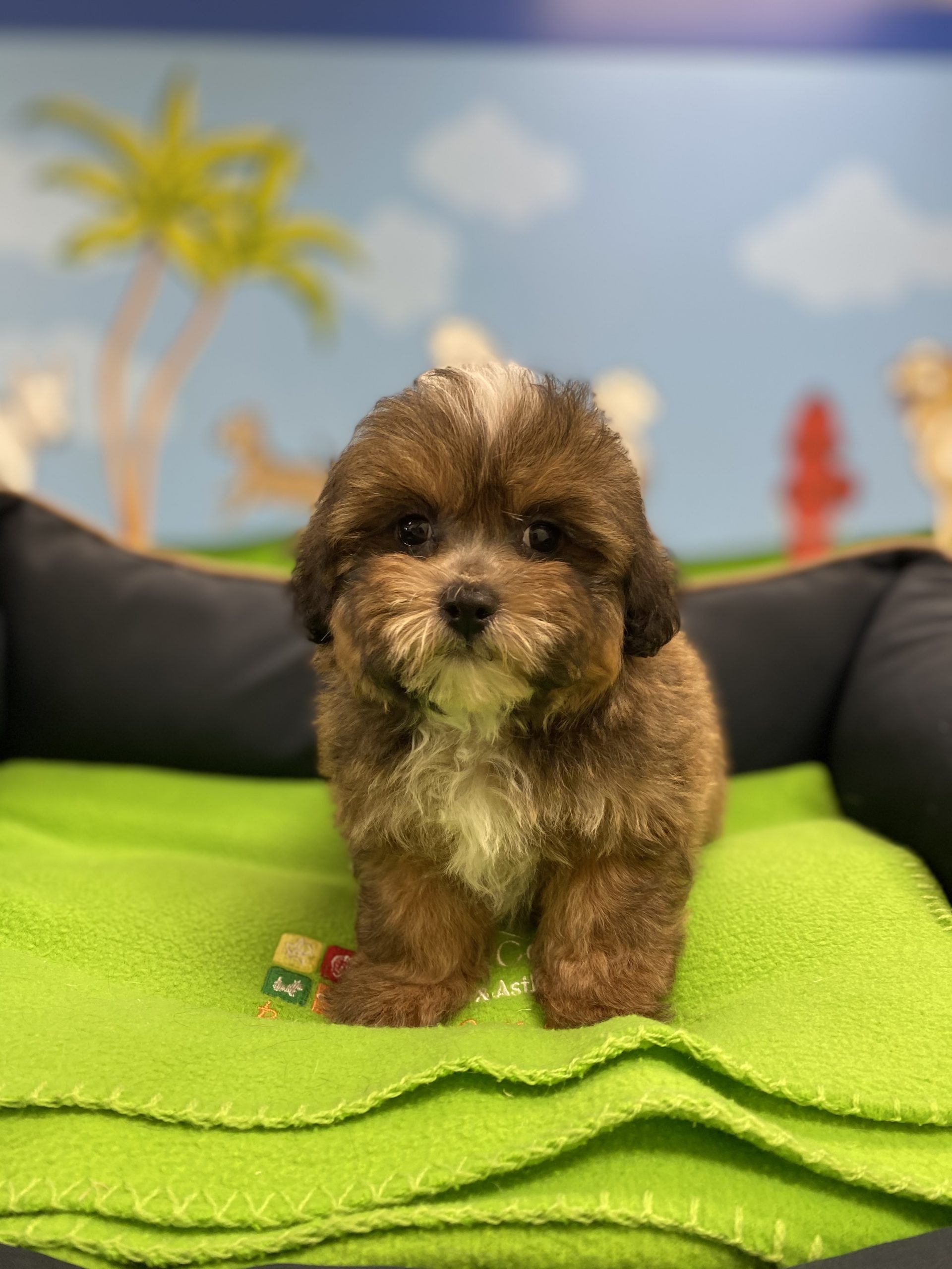 Puppies Plus Parkland / Puppy Plus On Parkland Announces That It Will