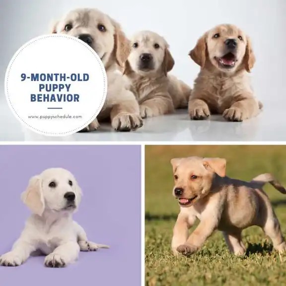 9MonthOld Puppy Behavior Understanding and Addressing Common Issues
