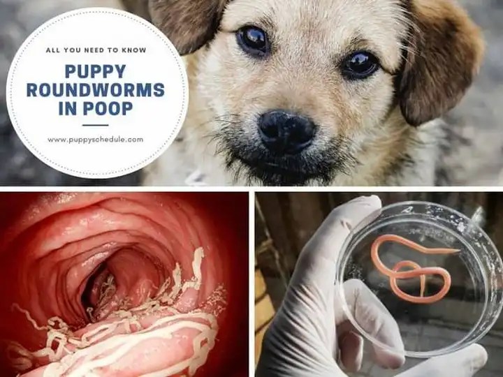 Puppy Roundworms in Poop Symptoms, Treatment, and Prevention puppy