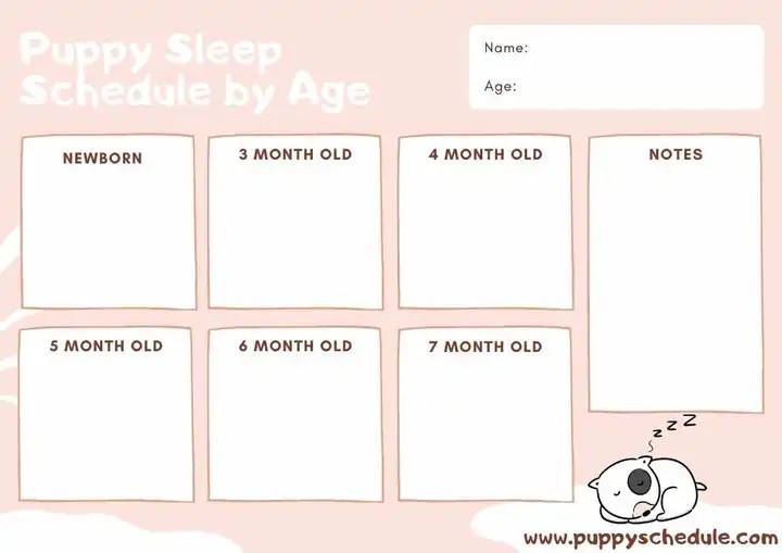 10+ Free Puppy Sleep Schedule by Age Expert Tips & Advice puppy schedule