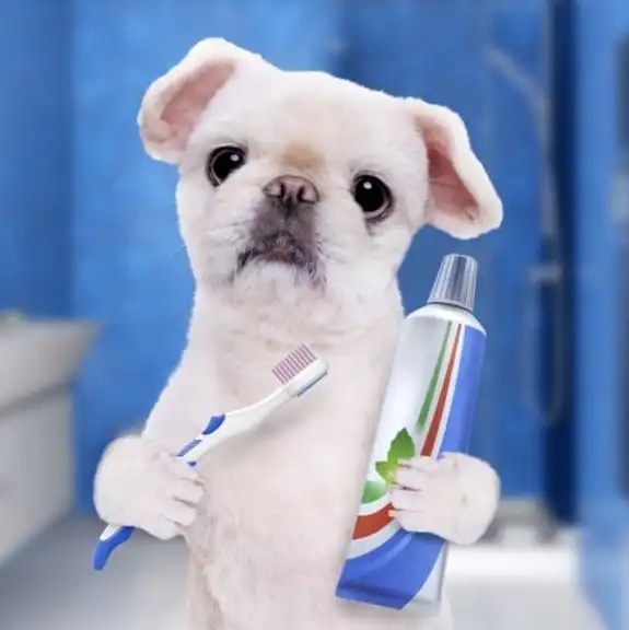 How to Help Puppy Teeth Fall Out puppy schedule