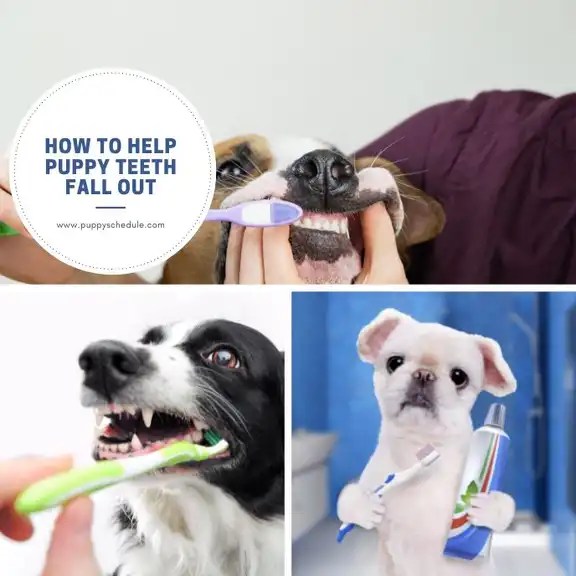 How to Help Puppy Teeth Fall Out puppy schedule