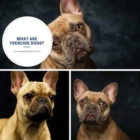 What are Frenchie Dogs? puppy schedule