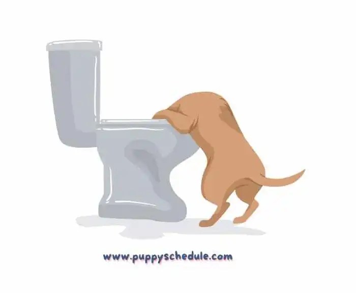 Understanding and Treating Dog Pooping Clear Liquid puppy schedule