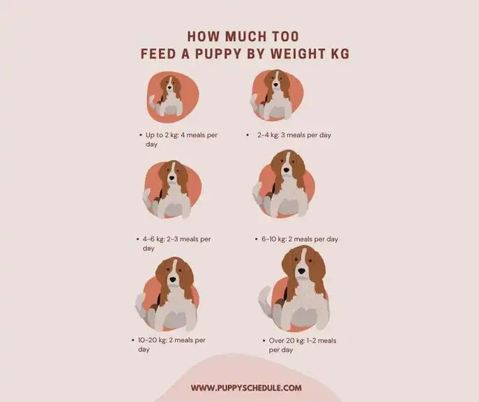 How Much to Feed a Puppy by Weight kg puppy schedule