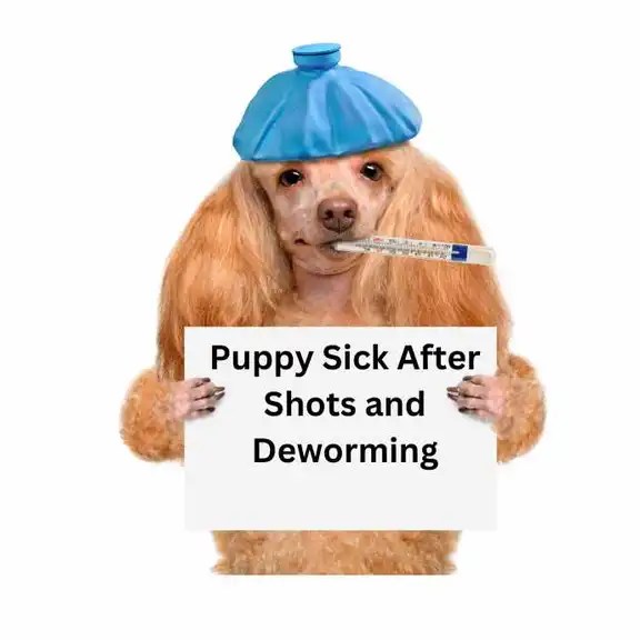 Puppy Sick After Shots and Deworming Understanding Symptoms, Treatment