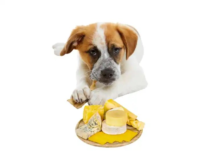 What Happens When a Dog Eats Cheese puppy schedule