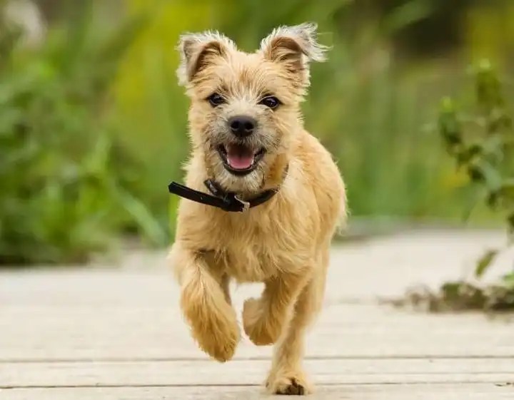 Puppy Energy Levels by Age puppy schedule