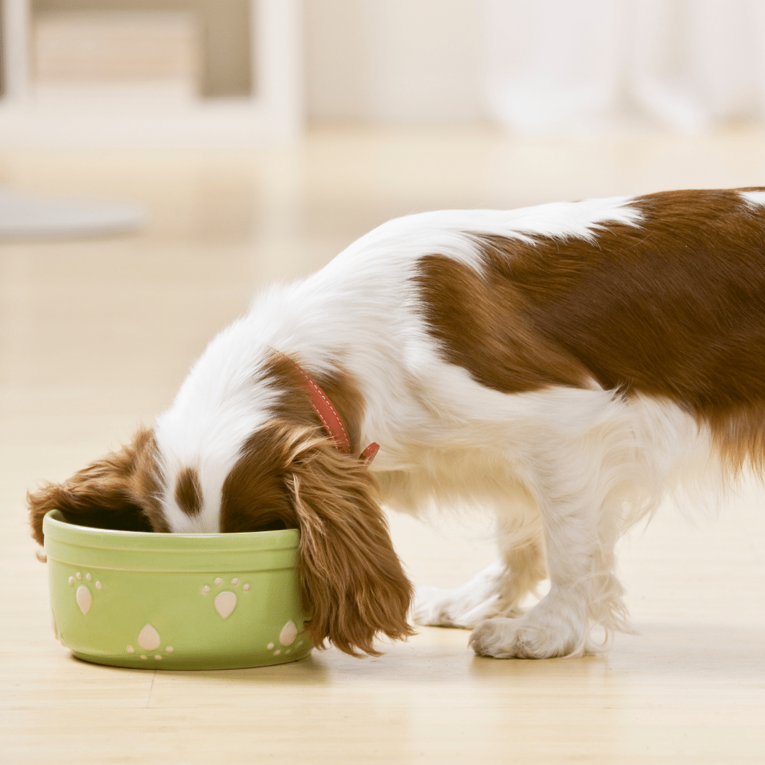 How Much Psyllium_Metamucil Should I Give My Dog for Constipation