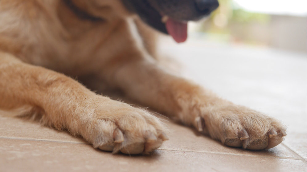 How to Bandage a Dog's Paw