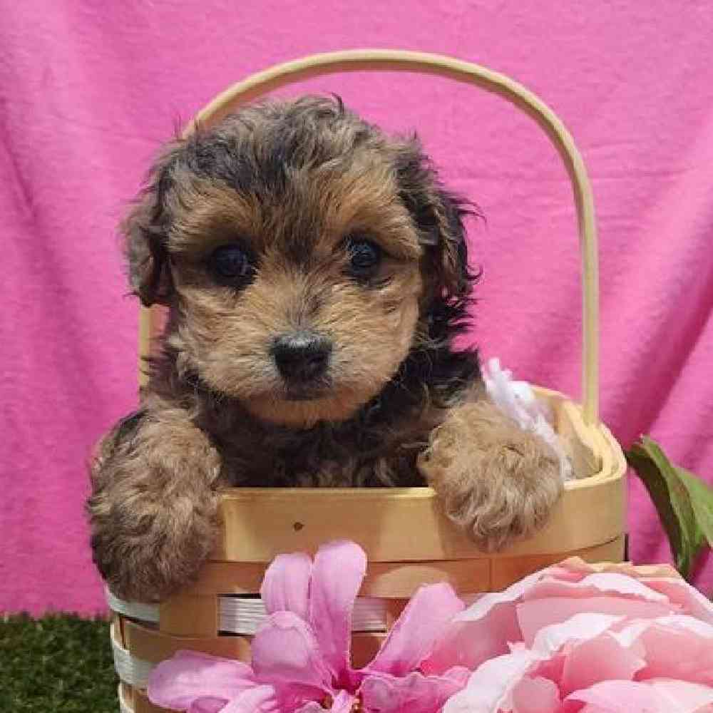 YorkiePoo Puppy for sale Pups N Stuff