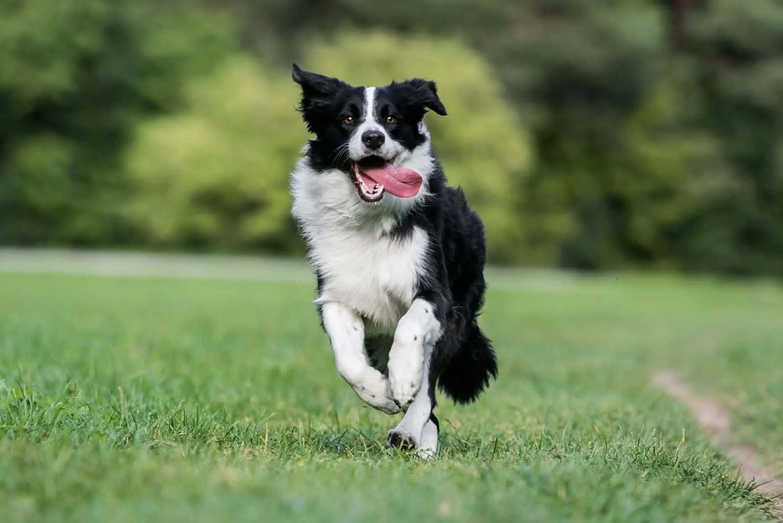 Do Border Collies Like Water? Swimming Benefits for Your Collie