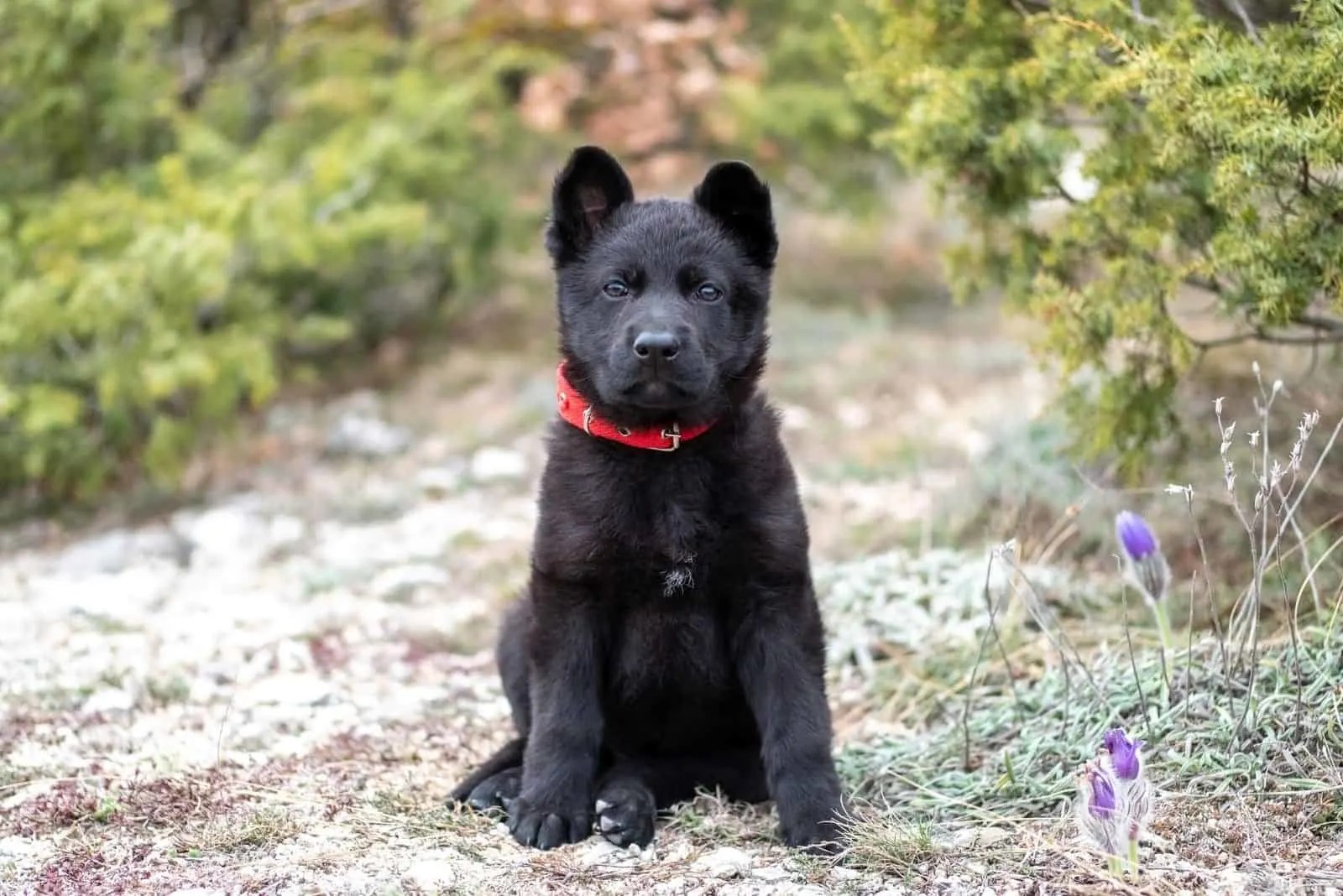 Blue German Shepherd All About This Unique Dog Breed