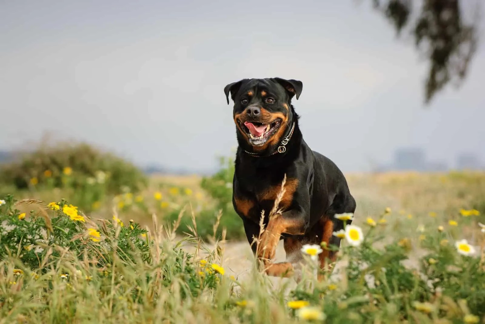 American Rottweiler vs German Rottweiler What's the difference?