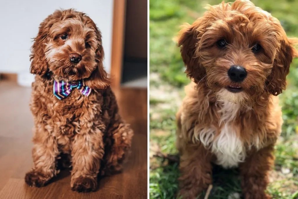 Cavapoo vs Cockapoo Which Poodle Mix is a Better Choice For You