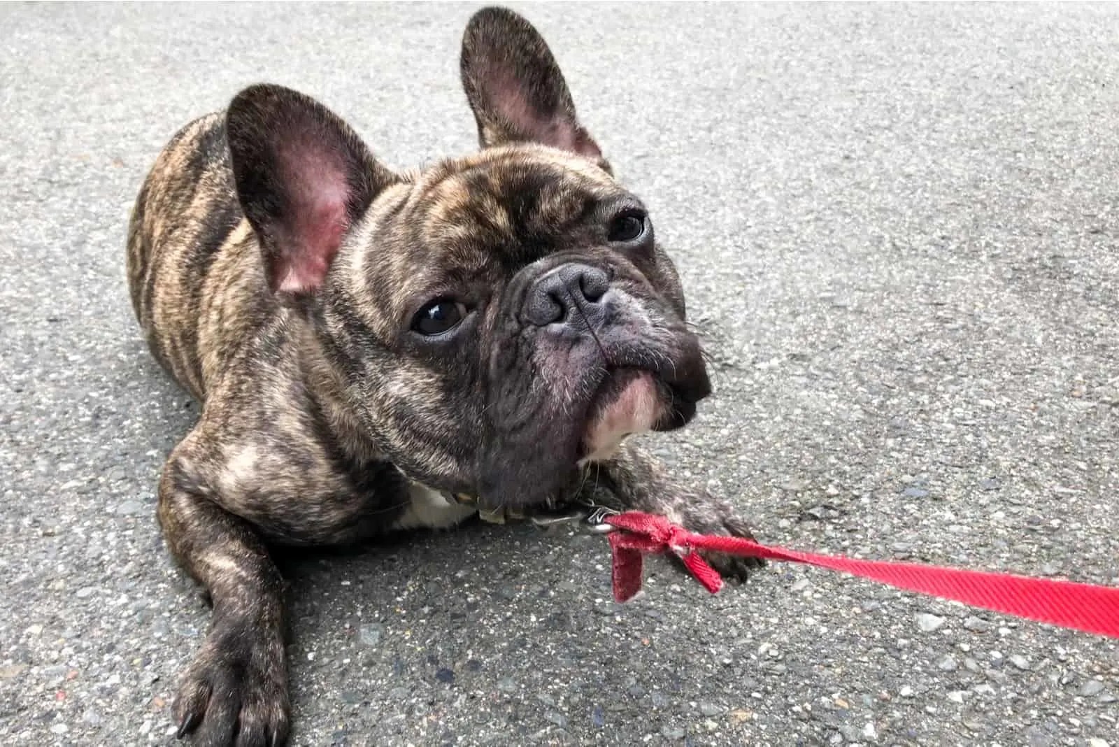 Is Your Dog Refusing To Walk? Here's What You Can Do To Help Them!