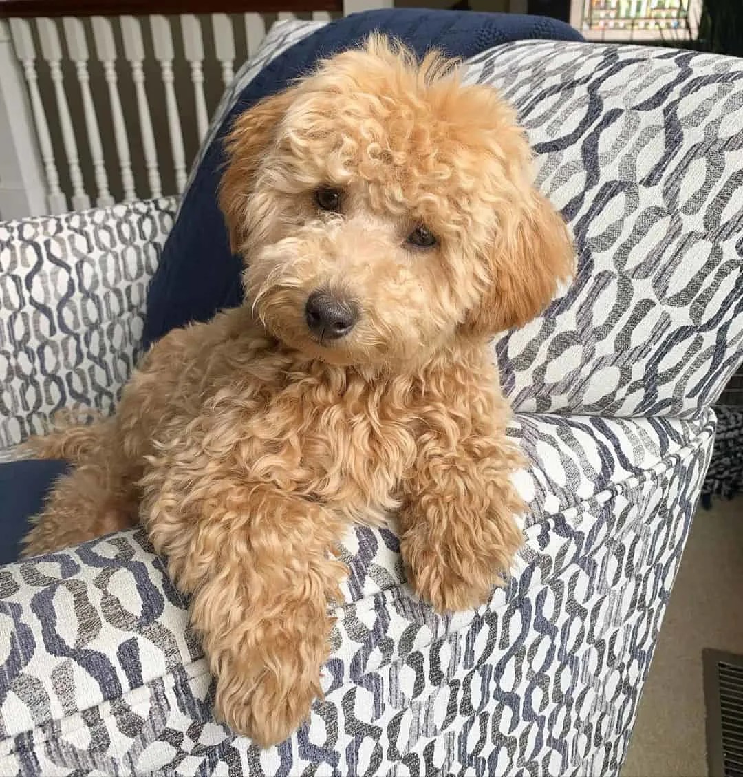 Mini Goldendoodle What You Need To Know Before Buying