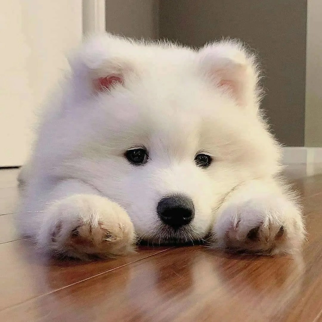 Pomsky lifespan A Guide To Taking Care Of Your Huskeranian