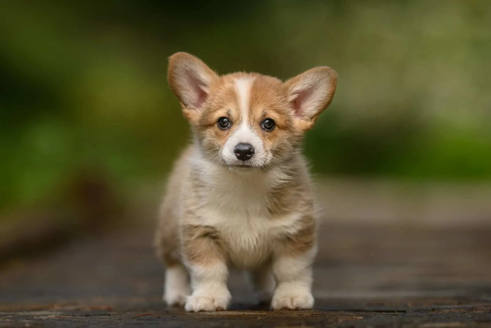 How Much Is A Puppy