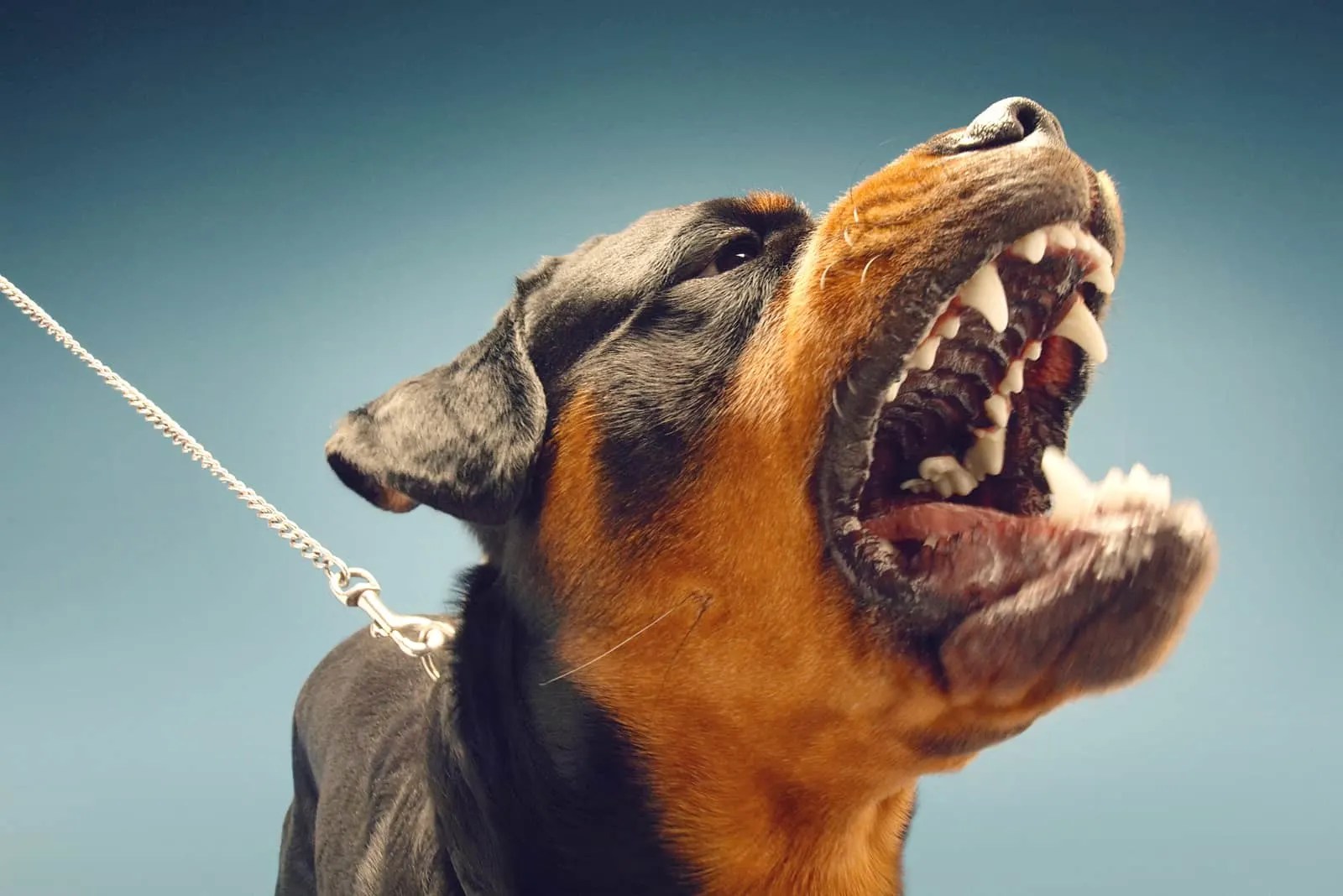 Everything You Wanted To Know About Female Rottweilers