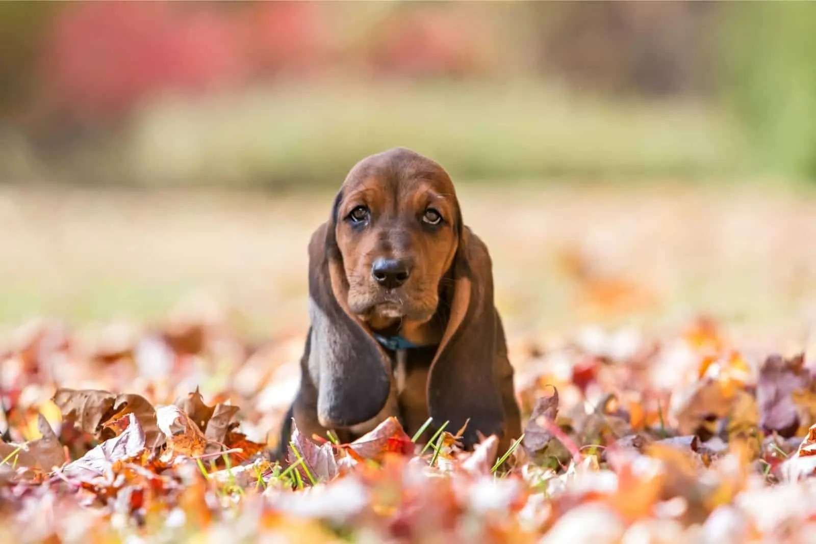 Basset Hound Lifespan How Long Do These Pups Live?