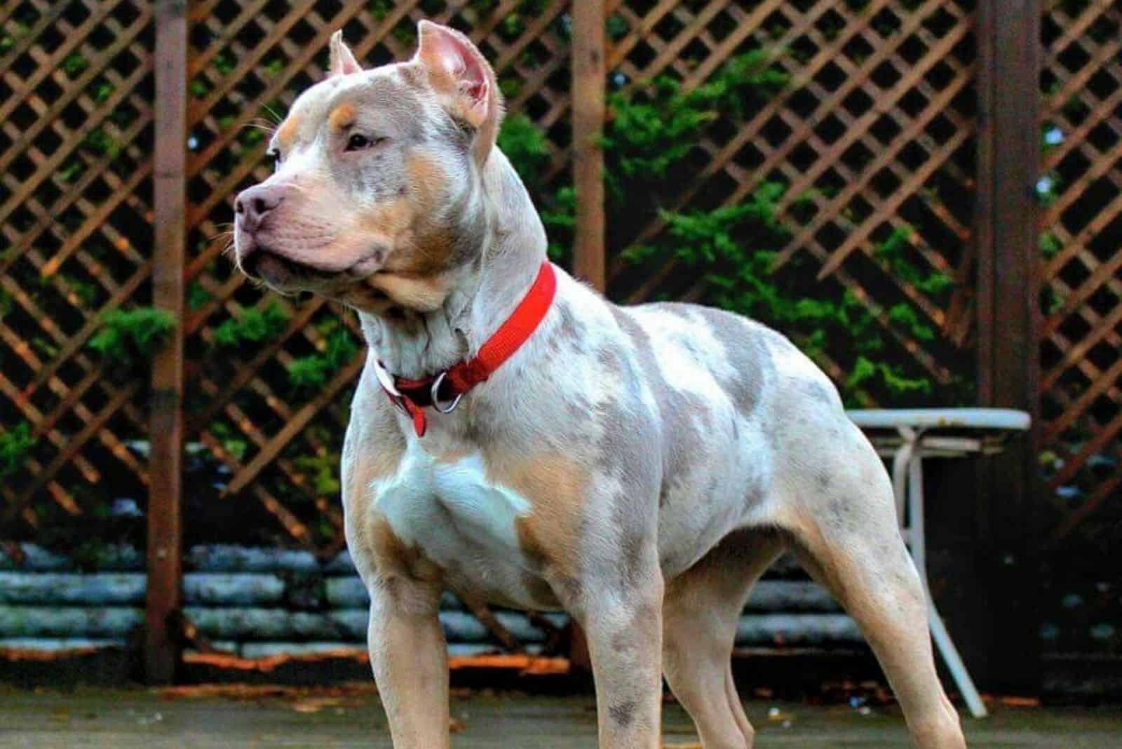 Tri Color Pitbull What Color Combinations Are There? Explained