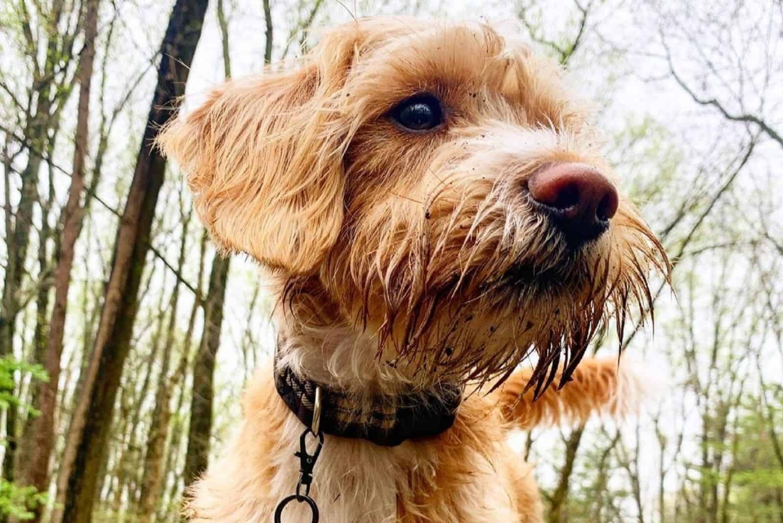 Beagle Poodle Mix A Dog That Will Melt Your Heart