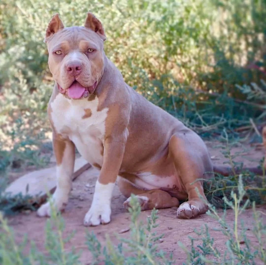 Tri Color Fawn Pitbulls