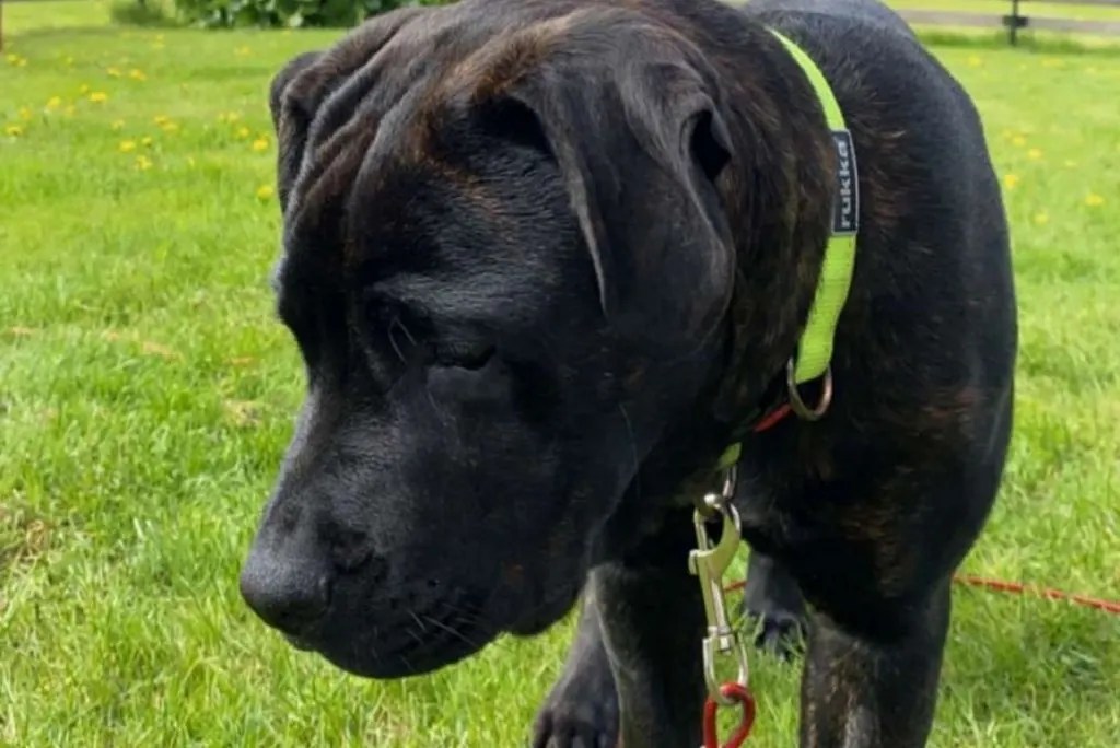 Cane Corso Rottweiler Mix A Tough Hybrid With A Soft Heart