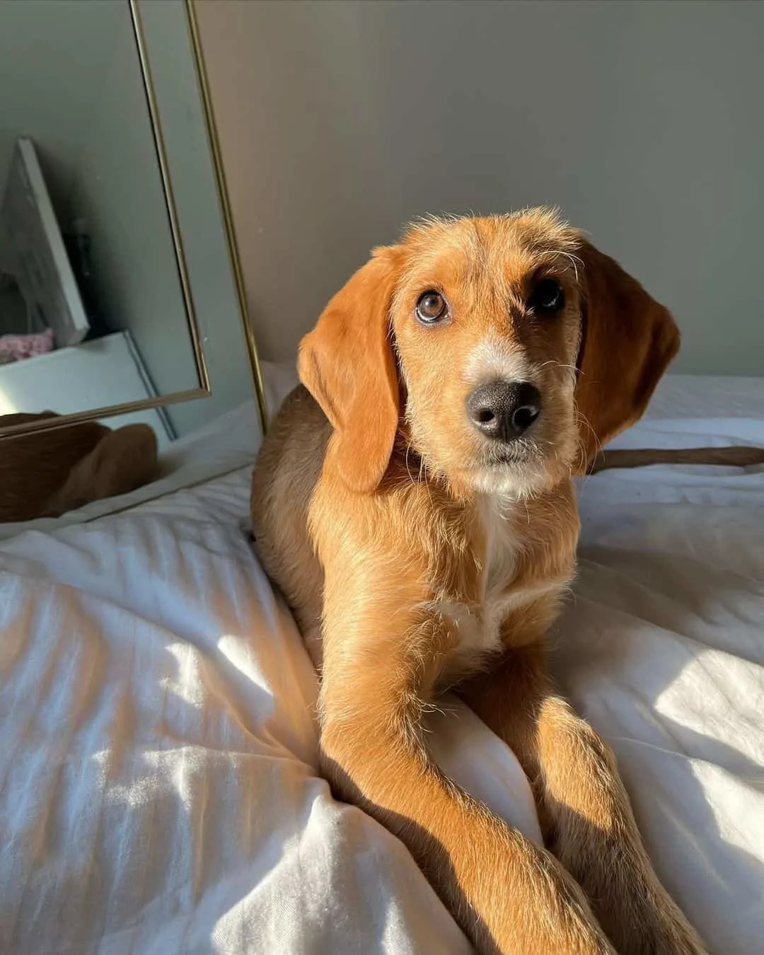 Beagle Poodle Mix Both Loveable Breeds In One Package!