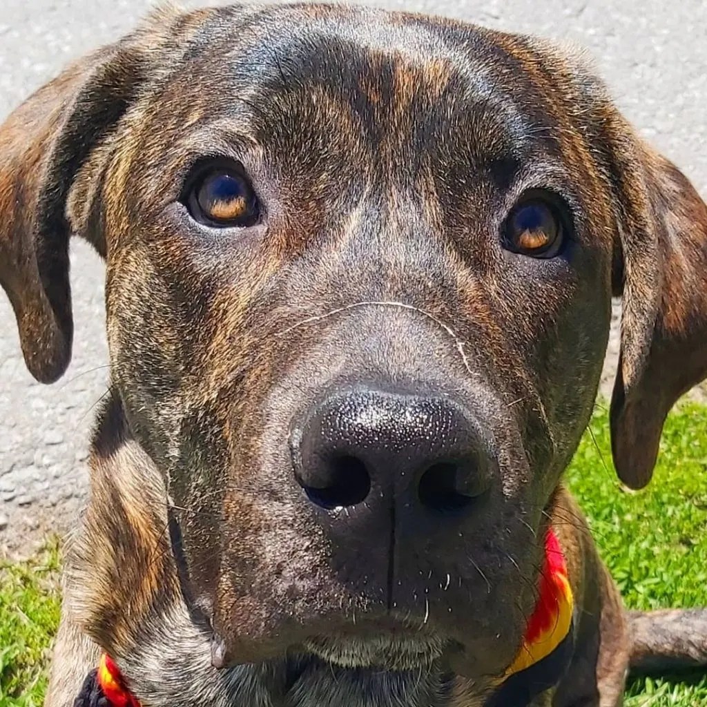 Cane Corso Lab Mix A Hybrid Puppy That Will Sweep You Off Your Feet