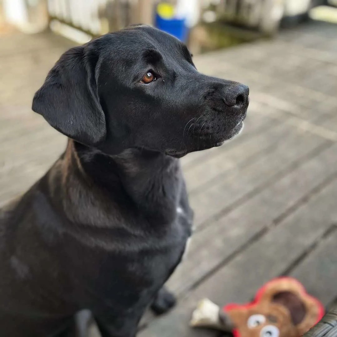 Cane Corso Lab Mix A Hybrid Puppy That Will Sweep You Off Your Feet