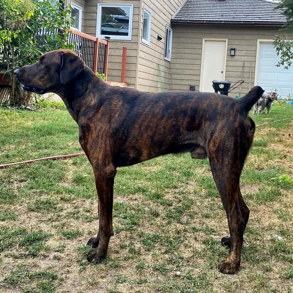 Cane Corso Doberman Mix A Rare Hybrid That's Yet To Be