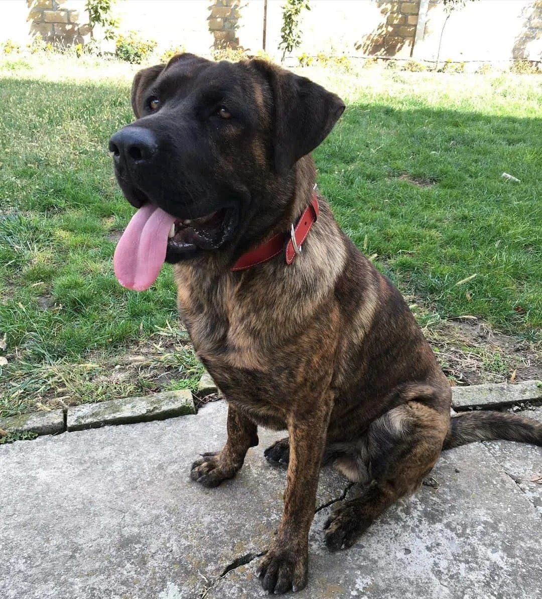 Cane Corso German Shepherd Mix A Hybrid That Will Fascinate You