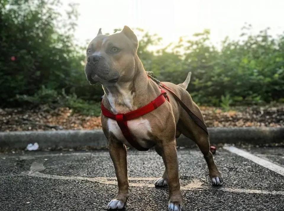 All About The Average Pitbull Price How Much Do These Dogs Truly Cost?