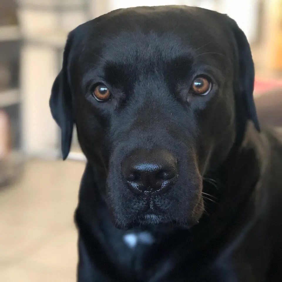 Cane Corso Lab Mix A Hybrid Puppy That Will Sweep You Off Your Feet