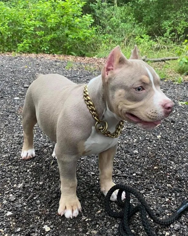 All About The Average Pitbull Price How Much Do These Dogs Truly Cost?