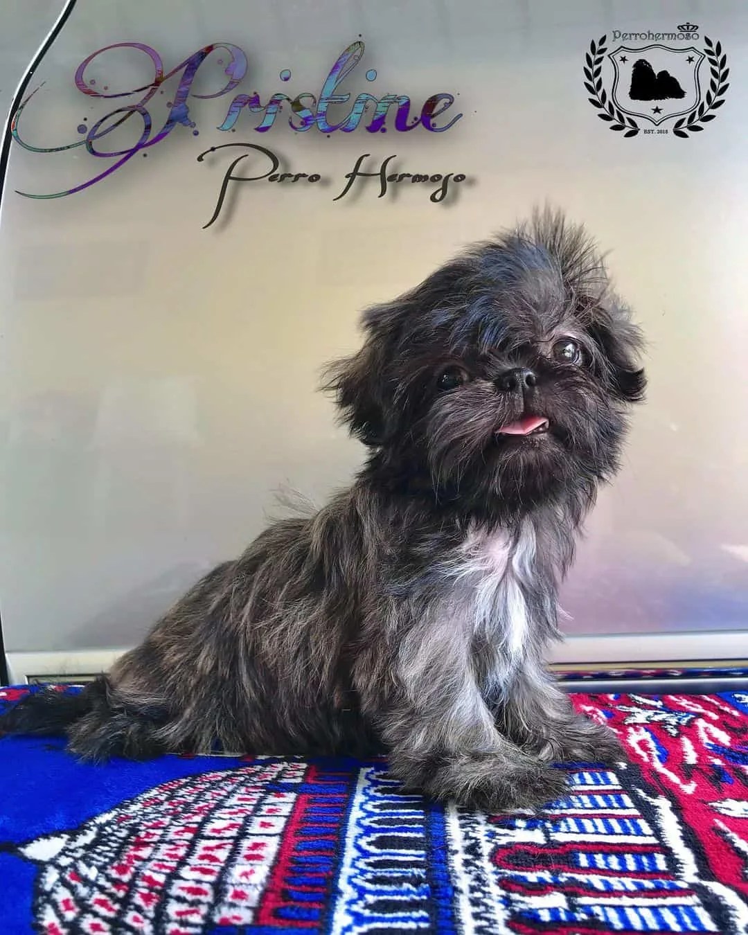 Silver Shih Tzu Is This the Most Unique Shih Tzu Color? (Shih Tzu