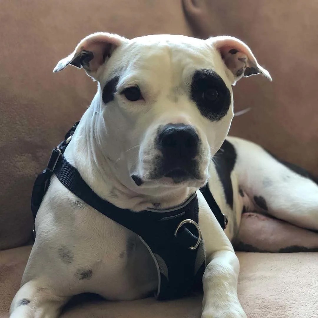 Colby Pitbull The Famous BlackNosed Pitbull Bloodline
