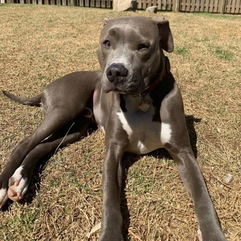 Colby Pitbull The Famous BlackNosed Pitbull Bloodline